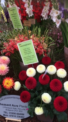 Lovely display of Dahlias